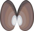 Shell of mussel mollusk
